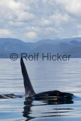 Photo: 
Killer Whales CRW 9733