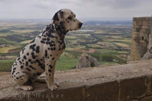 Photo: 
Cute Dalmatian Dog Castle Landscape Aragon