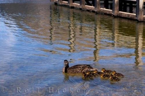 Photo: 
Cute Duck Picture Lake Rotoiti Nelson Lakes NP