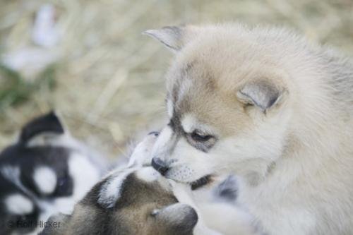 Photo: 
Cute Puppies Husky Dogs