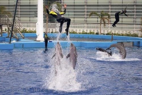 Photo: 
Aquarium Dolphin Play
