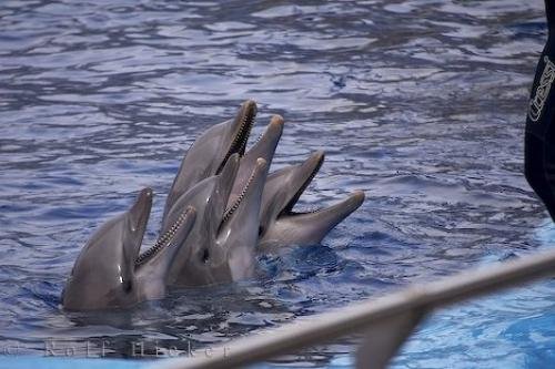 Photo: 
Dolphins Teeth L Oceanografic Valencia Spain