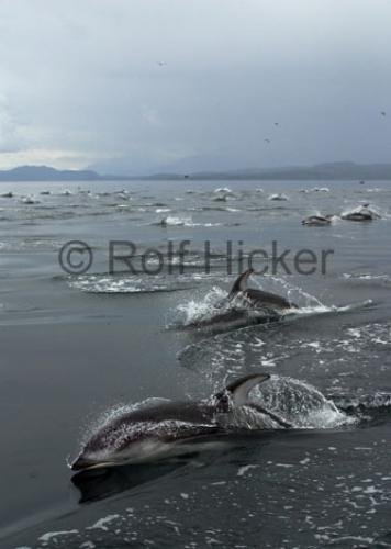 Photo: 
Large Pod Pacific Dolphins