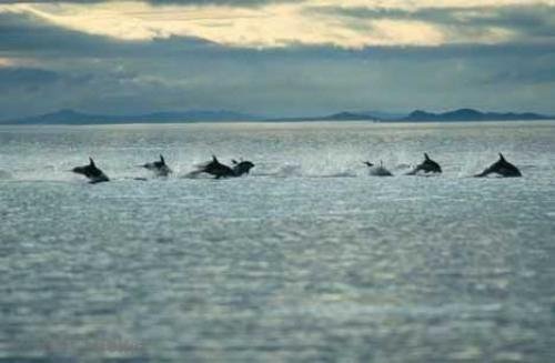 Photo: 
Dolphins Traveling