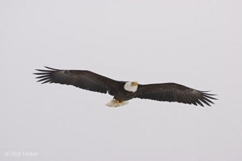 Photo: 
eagle wings