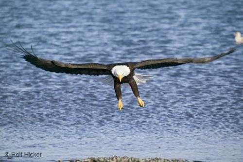 Photo: 
Eagle Bird Flying Haliaeetus leucocephalus