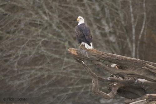 Photo: 
american bald eagle images