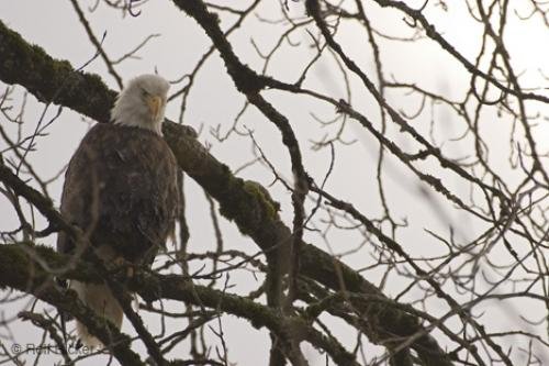 Photo: 
Bald Eagle Tree