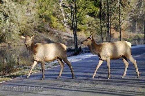 Photo: 
Elk Pictures