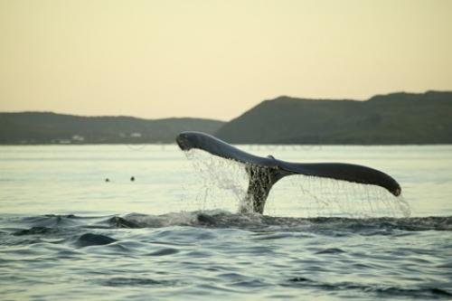 Photo: 
humpback whale tail pictures