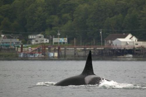 Photo: 
Whale watching Port McNeill