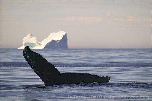 Photo: 
whale fluke