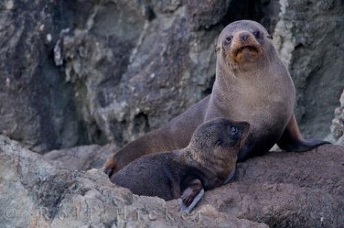 Photo: 
New Zealand Fur Seal Family Reunion