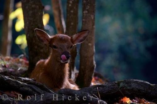 Photo: 
Fawn Deer Autumn Forest Parc Omega Quebec