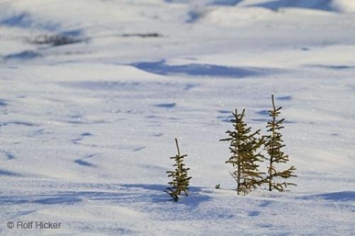 Photo: 
Fine Art Photography Winter Trees