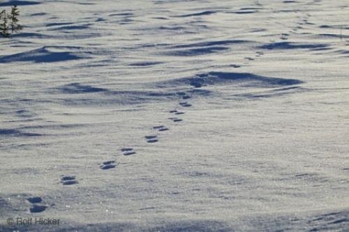 foot print snow photo