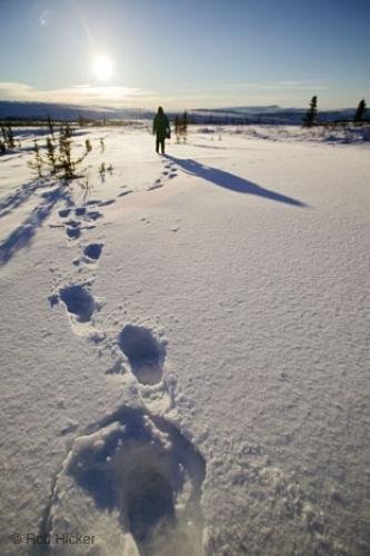 Photo: 
Footprints Snow Yukon Winter