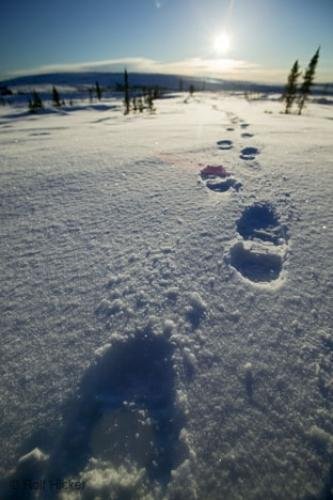 Photo: 
Footprints Snow Canadian Arctic