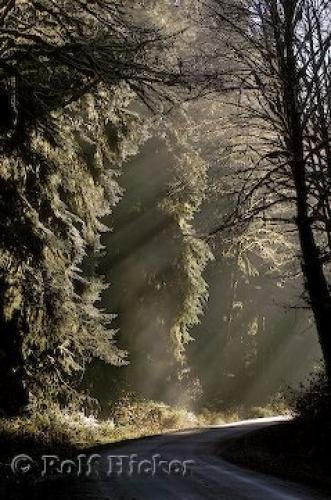 Photo: 
forest sun rays