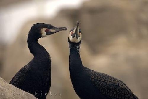 Photo: 
Funny Big Birds