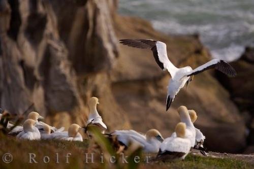 Photo: 
Gannet Sea Birds West Coast North Island New Zealand