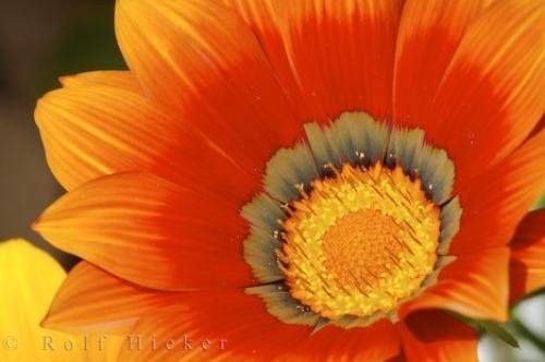 Photo: 
Beautiful Gazania Rigens Treasure Flower Picture