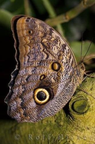 Photo: 
Giant Owl Butterfly