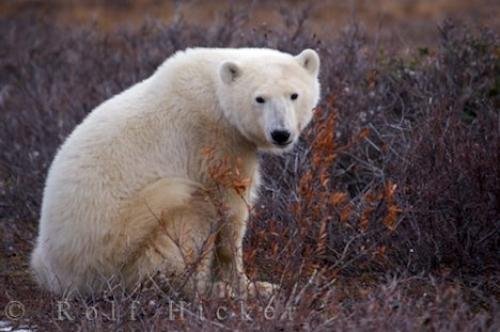 Photo: 
Polar Bear Global Warming Symbol Hudson Bay