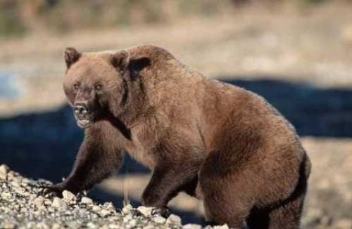 Photo: 
Grizzly Bear Images