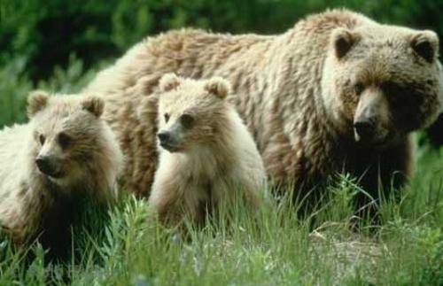 Photo: 
Grizzly Bears