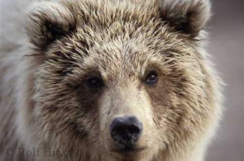 Photo: 
Young Bear Portrait Grizzly Bears