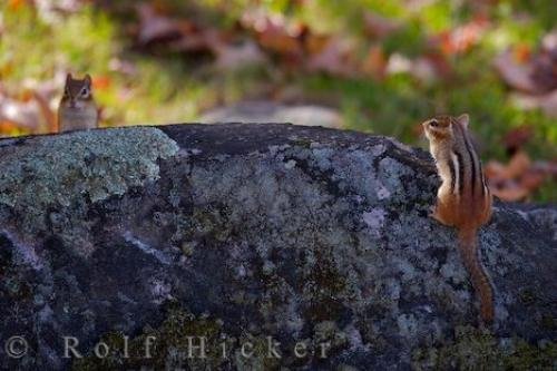 Photo: 
Golden Mantled Ground Squirrels Picture