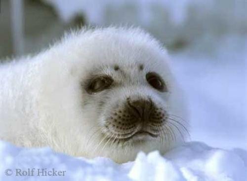 Photo: 
White Newborn harp seal pup