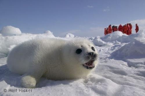 Photo: 
Harp Seal Baby Annual Atlantic Hunt Gulf Of St Lawrence