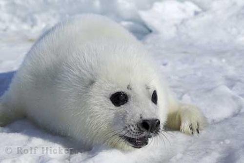 Photo: 
harp seal photos