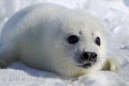 Photo: 
harp seal picture