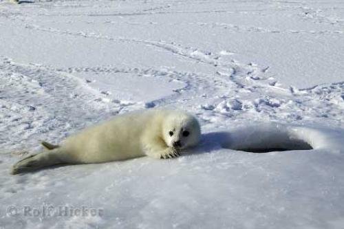 Photo: 
Harp Seal Pup Waiting for Mother