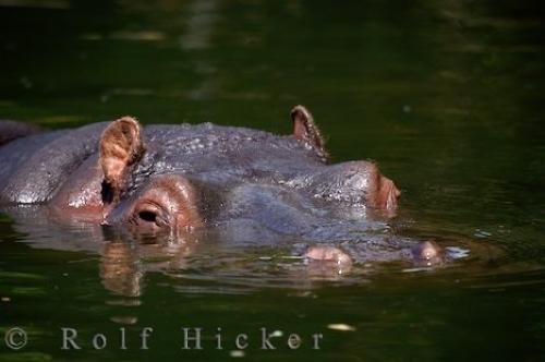 Photo: 
Cute Hippopotamus