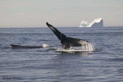 Photo: 
Humpback Whales Iceberg Atlantic