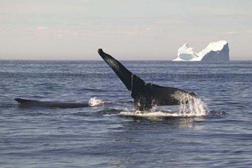 Photo: 
Humpback Whale Diving front Of Iceberg