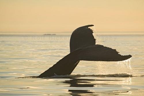 Photo: 
Humpback Whale Tail Sunset Photos