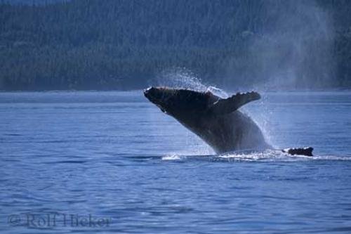 Photo: 
Breaching Humpback Whales Johnstone Strait