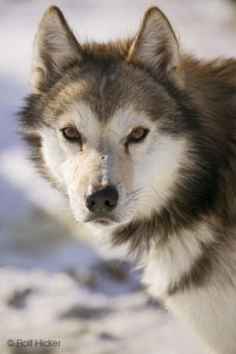 Photo: 
Alert Husky Dog Alaska