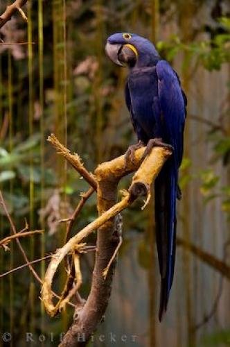 Photo: 
Hyacinth Macaw Bird Picture