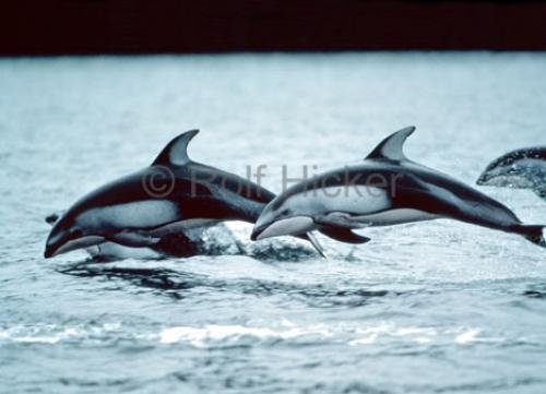 Photo: 
dolphins mammal
