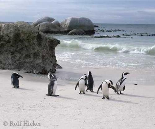Photo: 
Jackass Penguins
