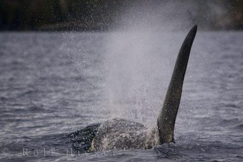 Photo: 
Killer Whale Dorsal Fin