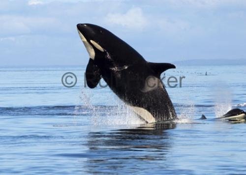 Photo: 
Female Killer Whale Jumping Out of Water