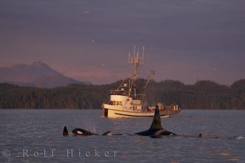 Photo: 
Killer Whales Fishing Boat British Columbia