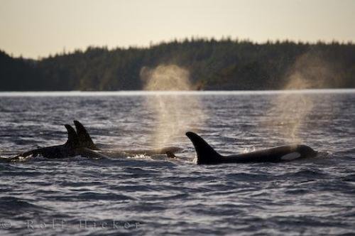Photo: 
Northern Resident Killer Whales Group
